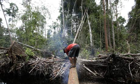 Indonesian rainforest