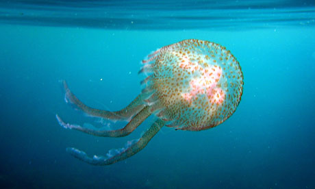 Jellyfish