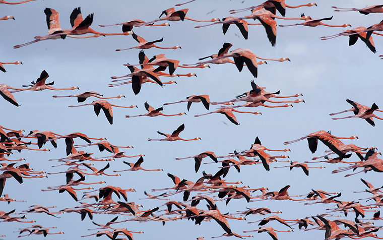 24 hours in pictures: Flamingos fly over a wetland reserve in Celestun in Mexico