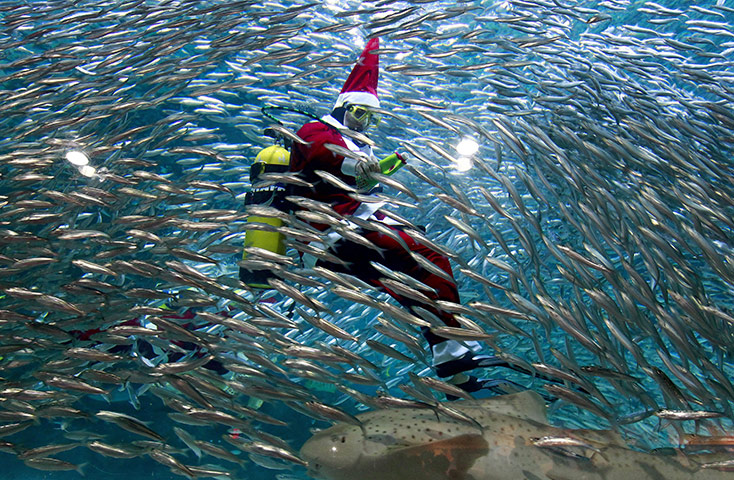 24 hours in pictures: diver wearing a Santa Claus costume performs in a tank 