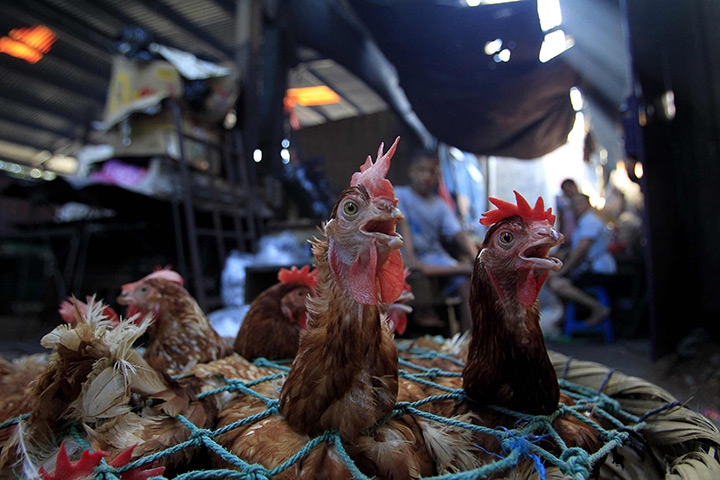 24 hours: Managua, Nicaragua: Hens on sale at the Oriental market 