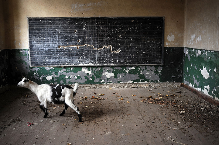 24 hours: Voynitsa, Bulgaria: A goat walks in a deserted school classroom