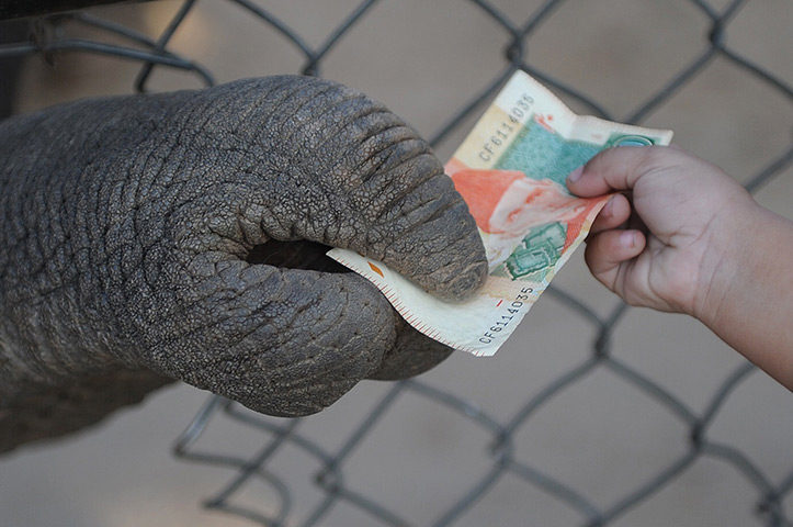 24 hours: Islamabad, Pakistan: An elephant collects a money from a boy at a zoo 