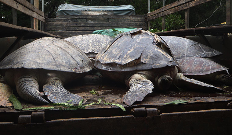 Week in wildlife: Green sea turtle