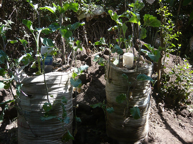 Agriculture in Ethiopia: Technologies and soil conservation