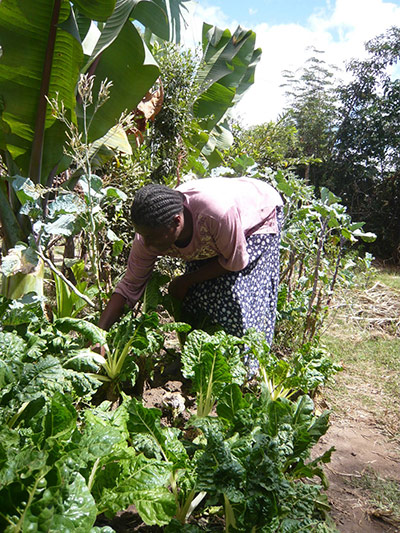 Agriculture in Ethiopia: Technologies and soil conservation