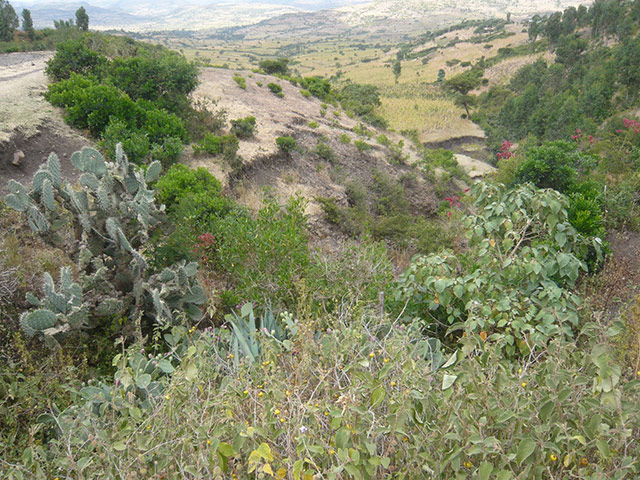 Agriculture in Ethiopia: Technologies and soil conservation