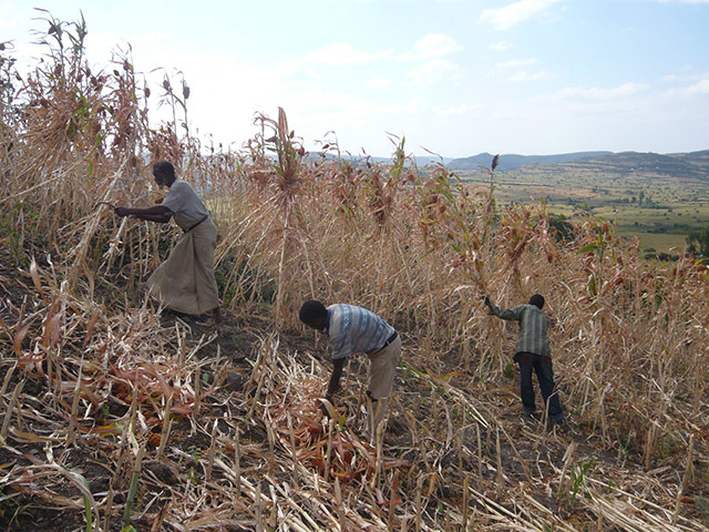 Agriculture in Ethiopia: Technologies and soil conservation
