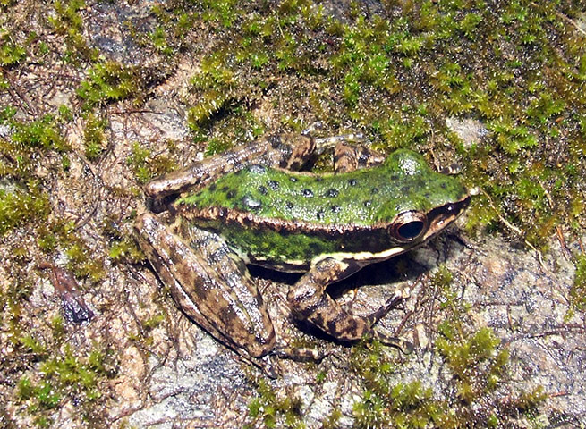 New species in Mekong : New species in Mekong 