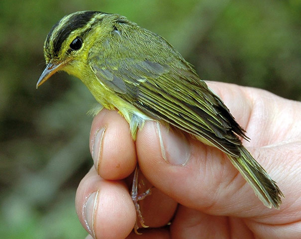 New species in Mekong : New species in Mekong 