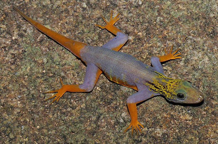 New species in Mekong : New species in Mekong 