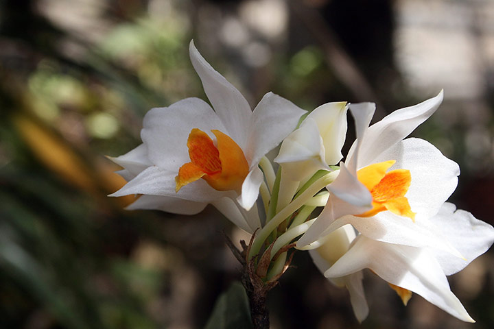 New species in Mekong : New species in Mekong 