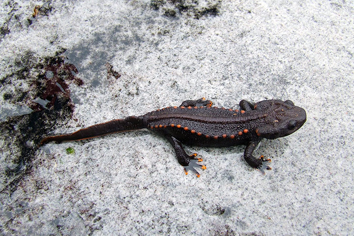 New species in Mekong : New species in Mekong 