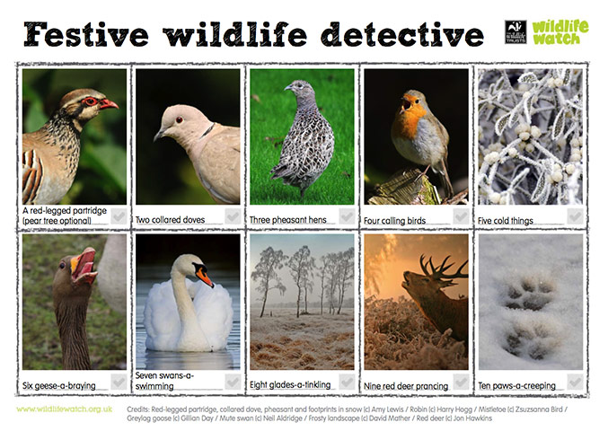 virtual Christmas gift: Wildlife Watch