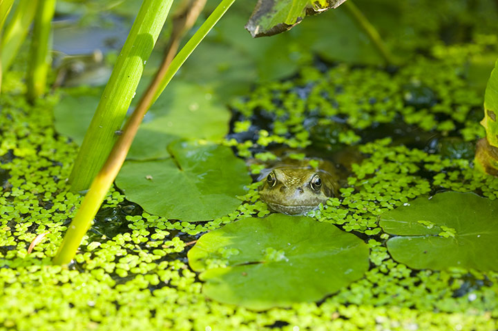 virtual Christmas gift: Pond Conservation 