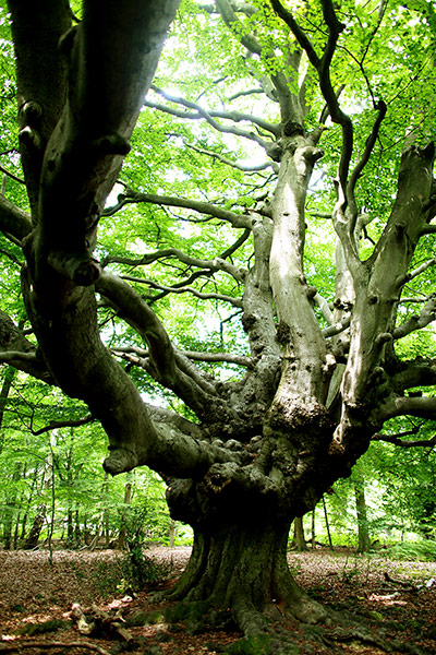 virtual Christmas gift: Ancient Tree Project