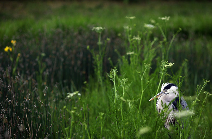 virtual Christmas gift: wildlife watching experiences 