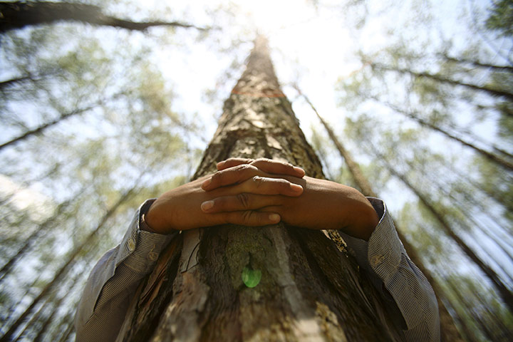virtual Christmas gift: A boy hugs a tree trunk 