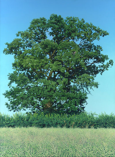 Stephen Taylor: Wood Pigeon Flying over Oilseed Rape