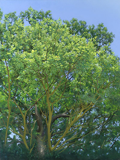 Stephen Taylor: Blue Tit Foraging on Pollard Branch