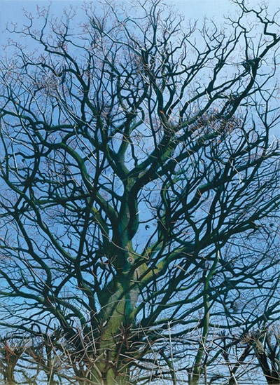 Stephen Taylor: Flock of Pigeons