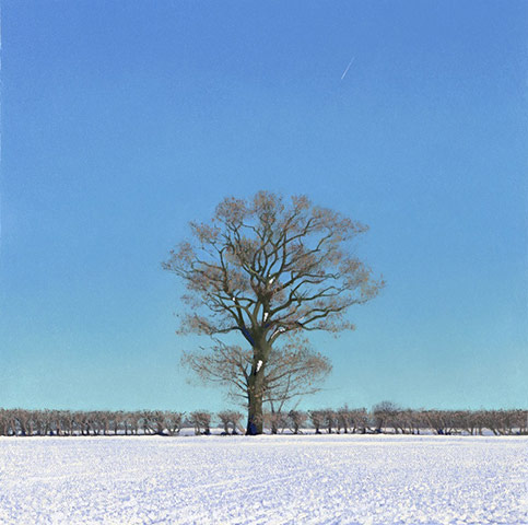 Stephen Taylor: Oak after snow