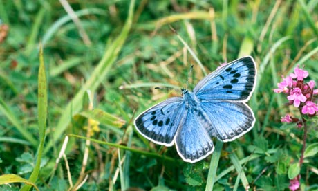 Large Blue Butterfly in Somerset