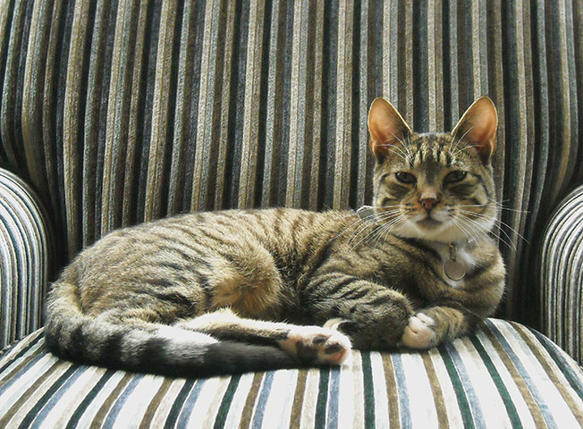Weekend Readers' pictures: cat sitting on a chair