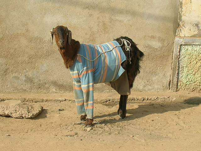 Weekend Readers' pictures: Chris Garlick Taken on a cold February morning in Shekhawati, Rajasthan