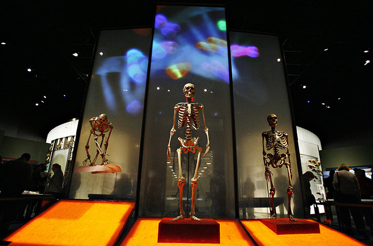  Year in Science: Skeletons of a chimpanzee, left, a modern human, center, and