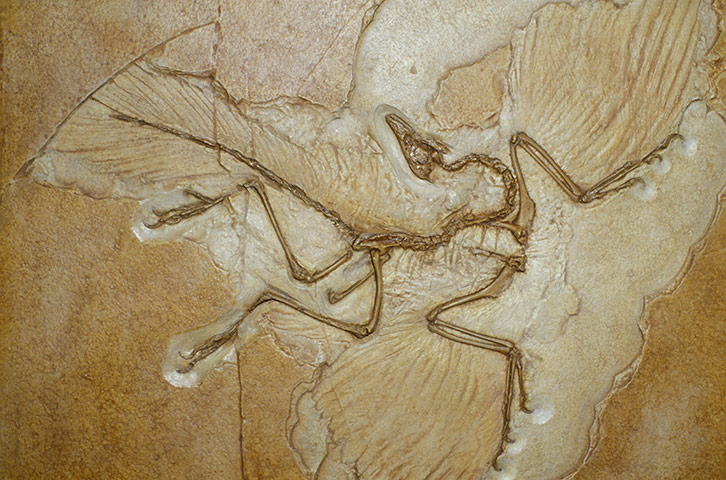  Year in Science: Archaeopteryx