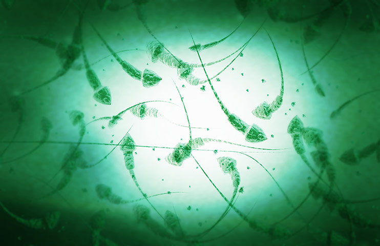  Year in Science: Microscopic image of sperm