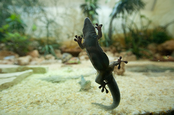 24 hours in pictures: A gecko hangs in a glass box at Bioparco Zoo, Rome
