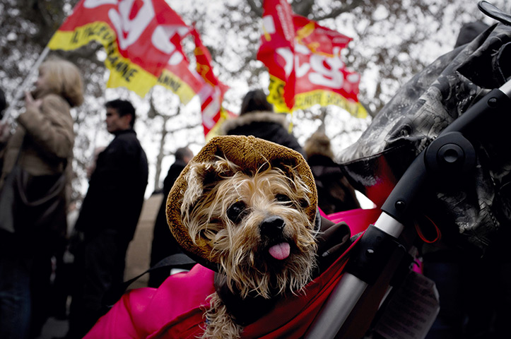 Week in Business: A dog at a protest against government austerity measures in Lyon