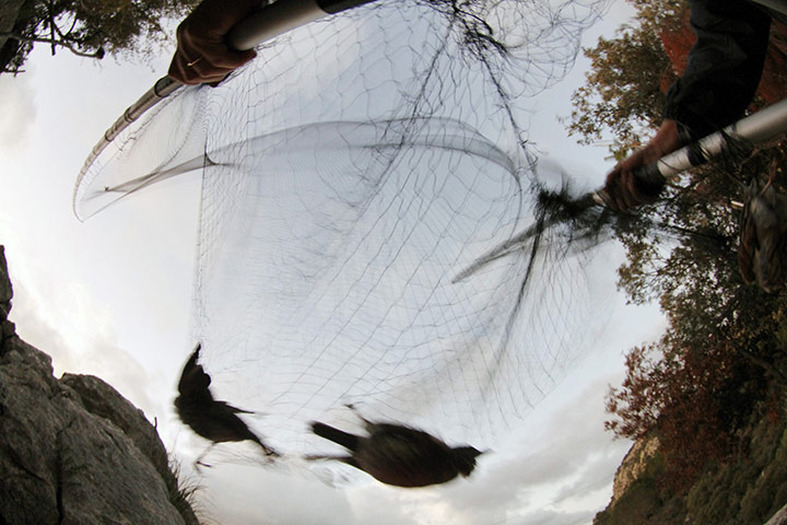Week in wildlife: Guillem Colomar hunts for thrushes near the village of Alaro, Mallorca
