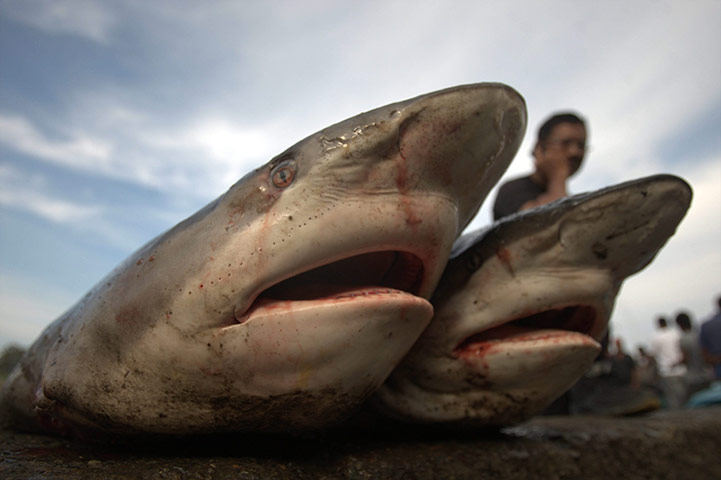 Week in wildlife: Sharks on fish market in Lampulo, Banda Aceh, Indonesia
