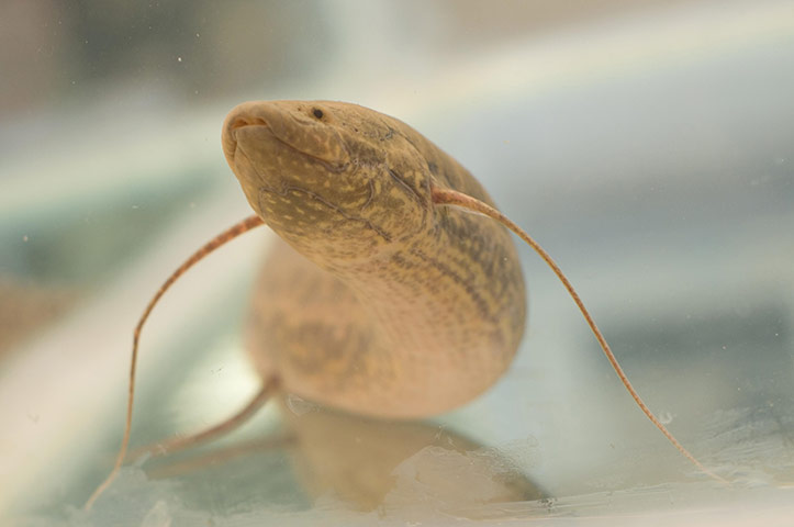 Week in wildlife: Lungfish research