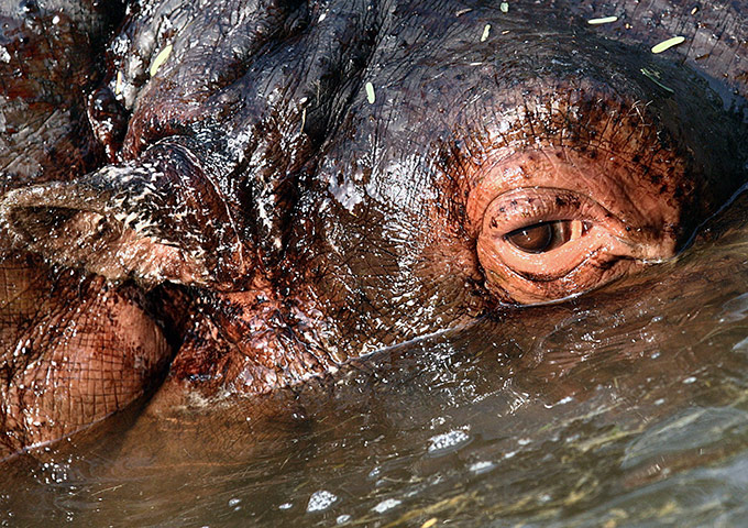 Week in wildlife: Hippopotamus swims in his pool during the wintery morning