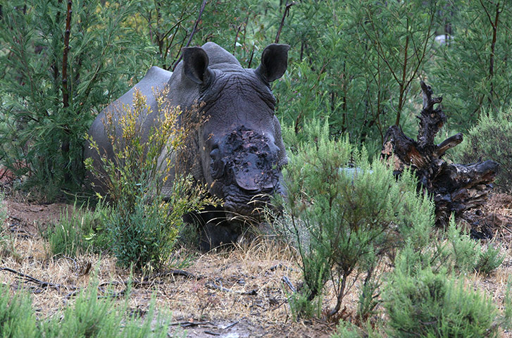 Week in wildlife: Pregnant white rhino de-horned by poachers, Worcester, South Africa 