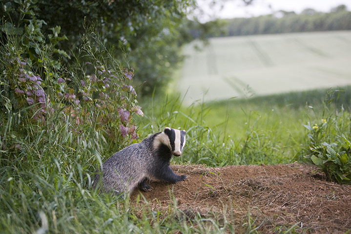Week in wildlife: Eurasian Badger (Meles meles) adult