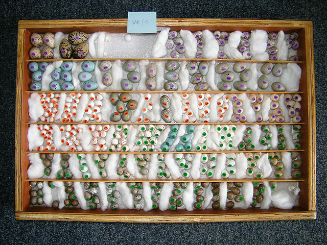 Week in wildlife: collection of stolen eggs taken by convicted egg collector Matthew Gonshaw