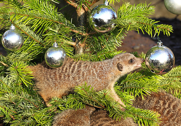 Meerkats enjoy Christmas: Christmas at Blair Drummond Safari Park