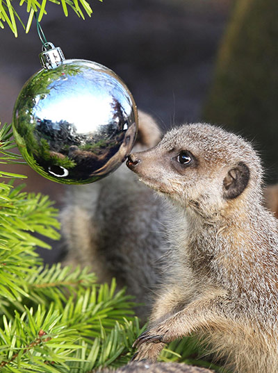 Meerkats enjoy Christmas: Christmas at Blair Drummond Safari Park