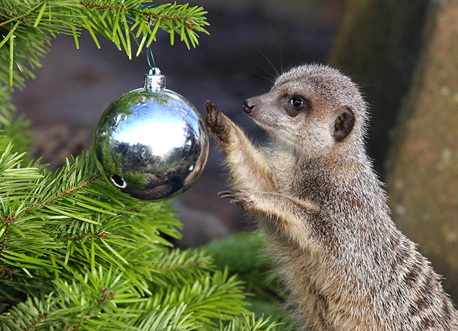 Meerkats enjoy Christmas: Christmas at Blair Drummond Safari Park