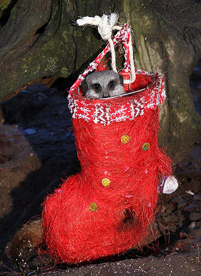 Meerkats enjoy Christmas: Christmas at Blair Drummond Safari Park