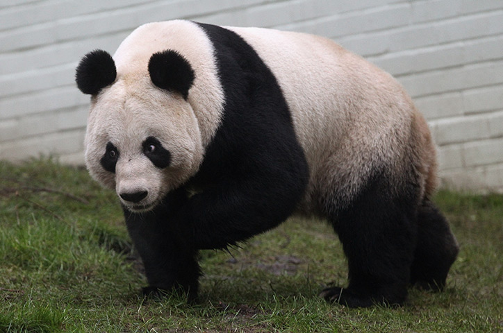 pandas in edinburgh: Tian Tian the female panda bear looks out from her enclosure