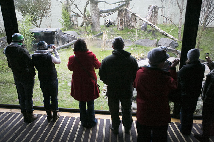 pandas in edinburgh: Visitors look at Tian Tian and Yang Guang in their enclosure