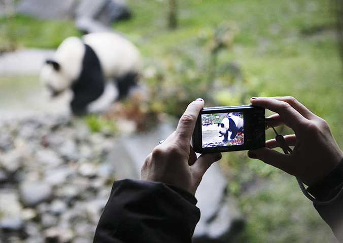 pandas in edinburgh: An onlooker photographs one of the bears