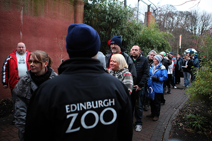 pandas in edinburgh: Edinburgh Zoo pandas