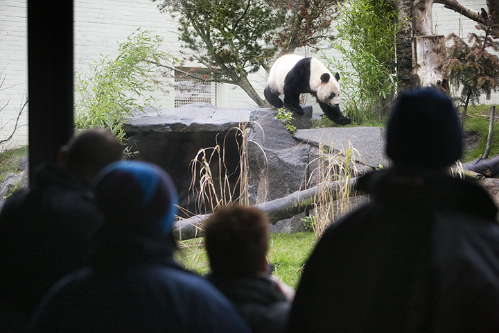 pandas in edinburgh: Giant Pandas